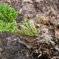 Brazilian Giant-rhubarb